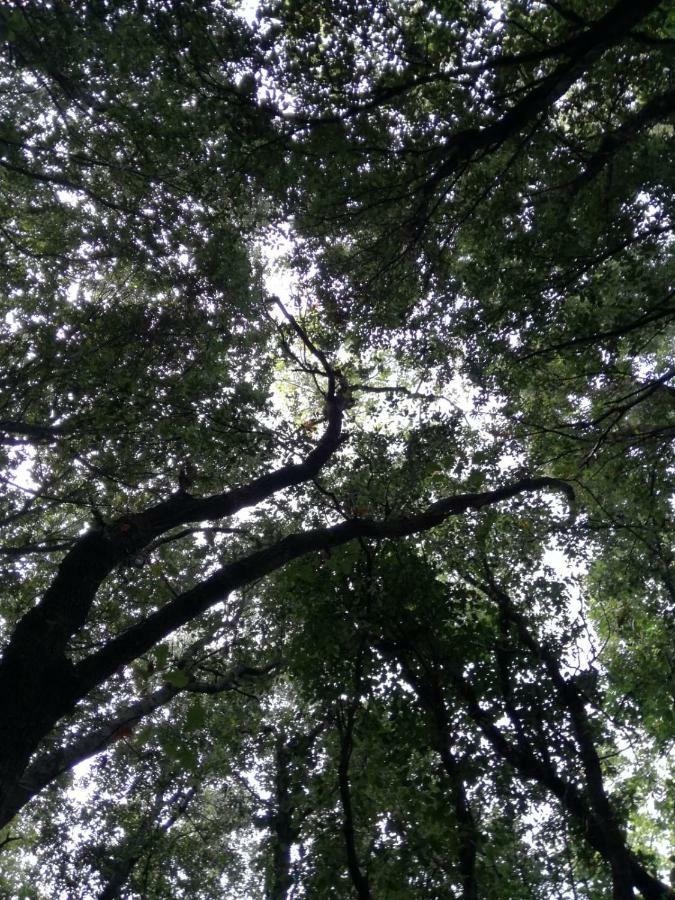 Relais Il Giardino Fra Gli Ulivi Villa Torino di Sangro Eksteriør bilde