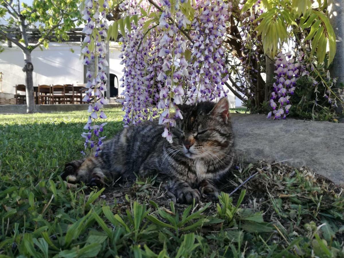 Relais Il Giardino Fra Gli Ulivi Villa Torino di Sangro Eksteriør bilde
